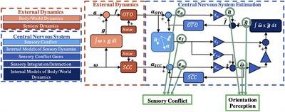 COMPASS: Computations for Orientation and Motion Perception in Altered Sensorimotor States